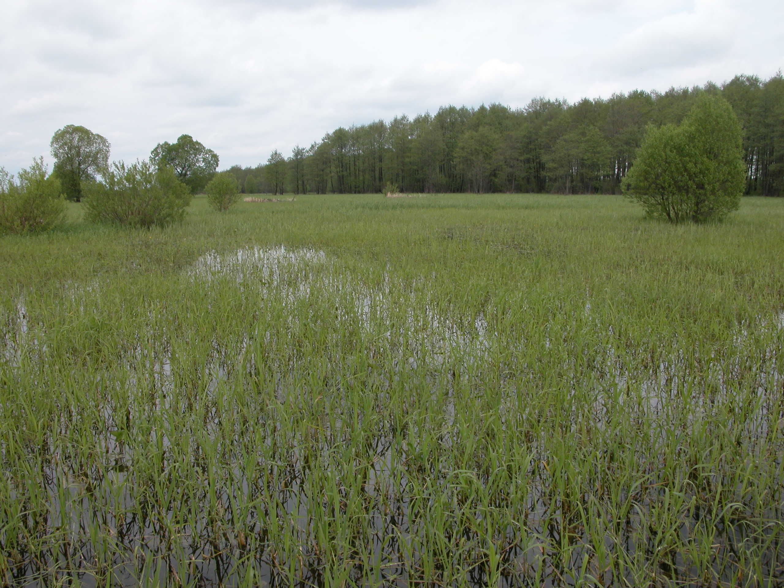 Floodplain meadows during the flood.